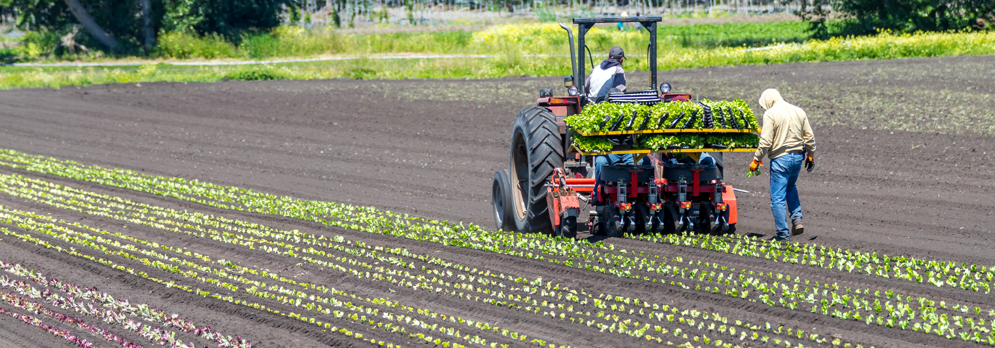 Ngành nông nghiệp Canada ghi nhận tỉ lệ việc làm còn trống trên toàn quốc là 5,4%. Nguồn ảnh: Policy Option